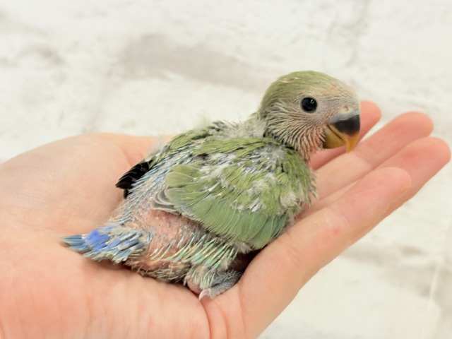 コザクラインコ（小桜インコ）