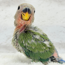 ポっと色づく紅いお顔🐣🧡コザクラインコ(ノーマル) ヒナ