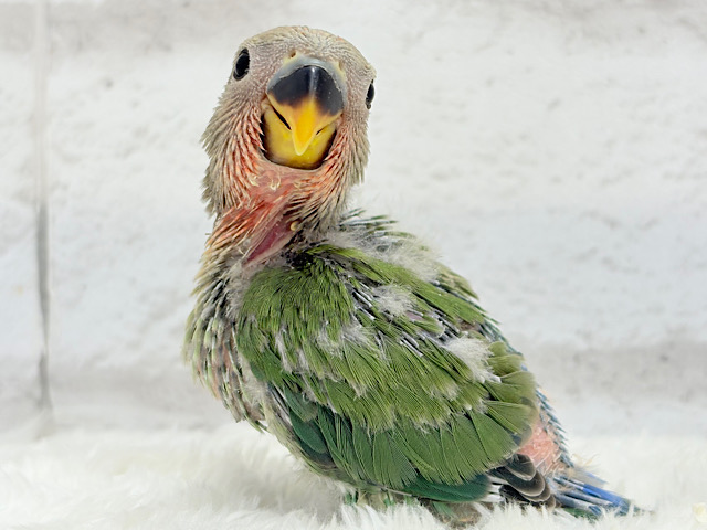 ポっと色づく紅いお顔🐣🧡コザクラインコ(ノーマル) ヒナ