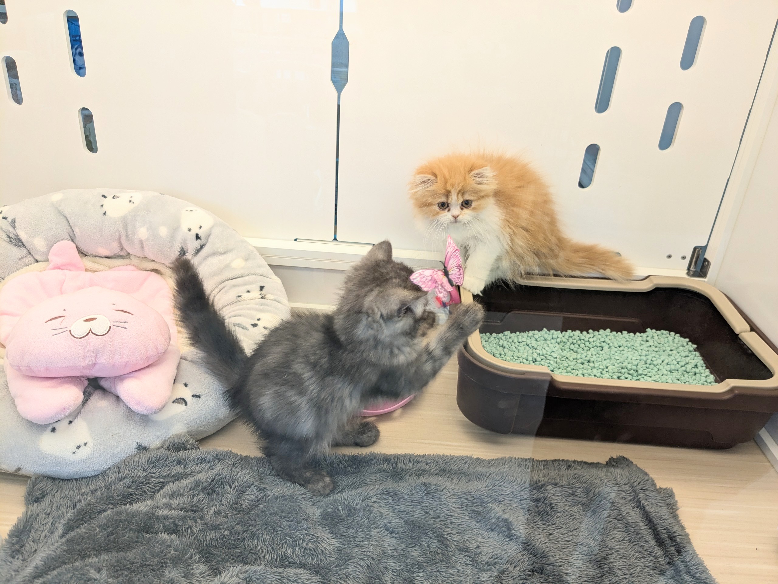 フォールデックス