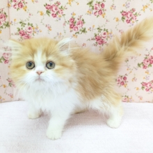 甘々あまえんぼ🍒　フォールデックスの女のコ　2026/4/3撮影