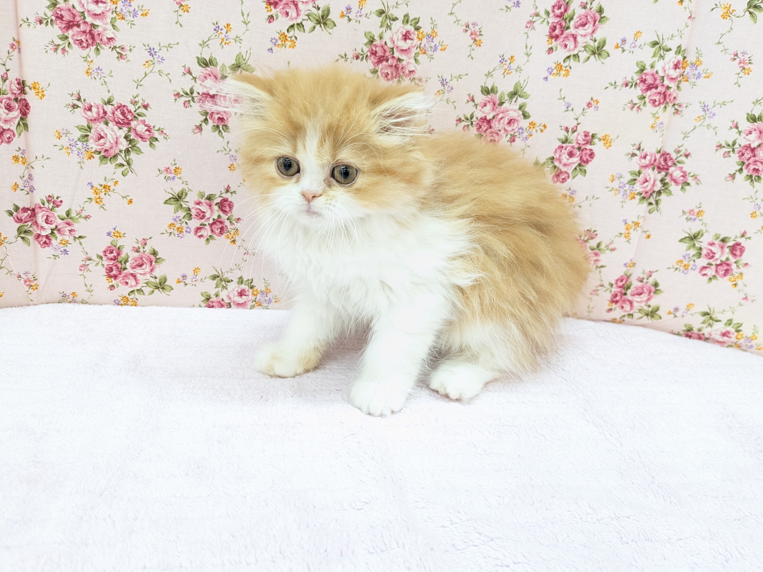 フォールデックス