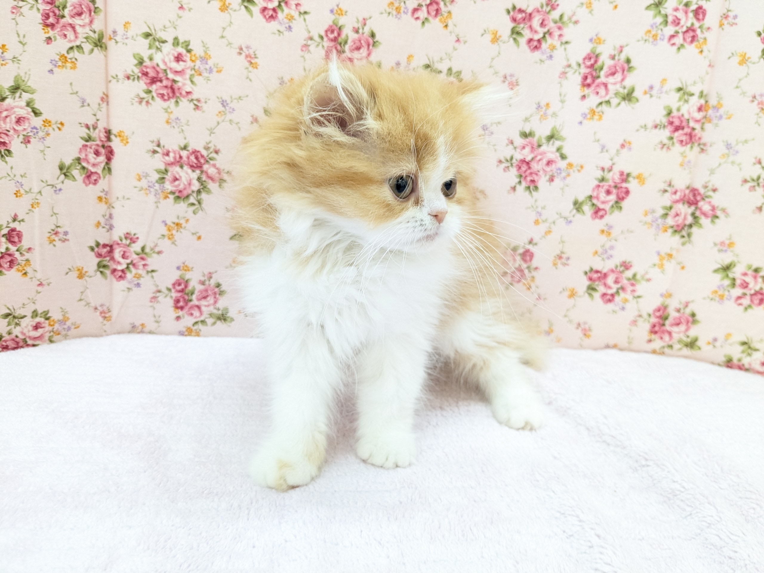 フォールデックス