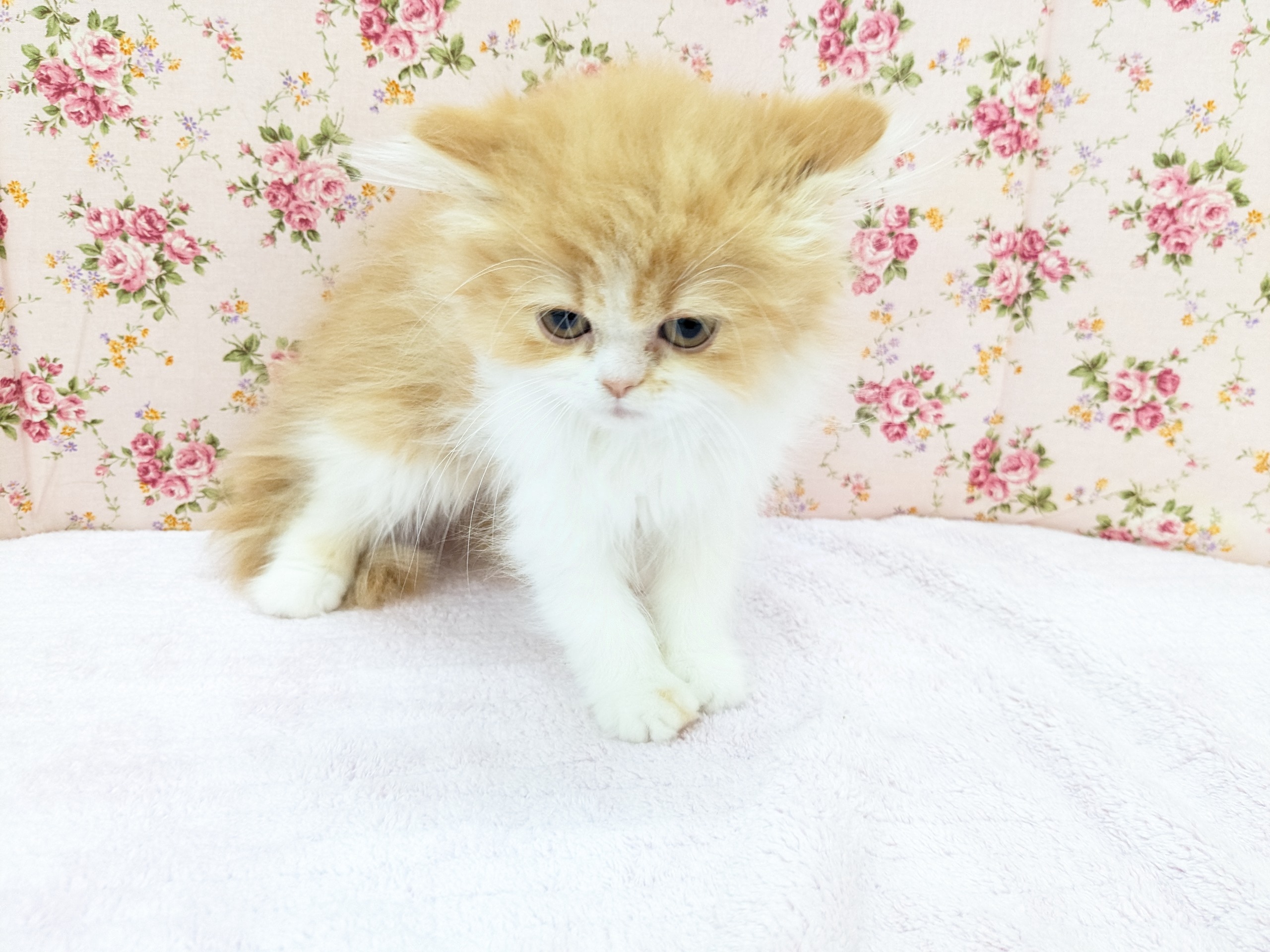 フォールデックス