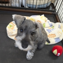 最新画像更新！！ダンディーベイベー💙　ミニチュアシュナウザーの男のコ　2026/4/10撮影