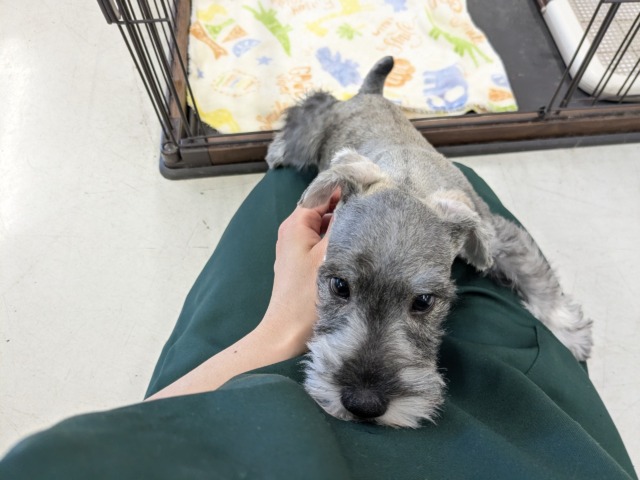 ミニチュアシュナウザー