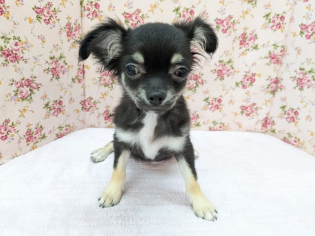 お転婆ちゃんきたよー🎵　ロングコートチワワの女のコ　2026/4/8撮影