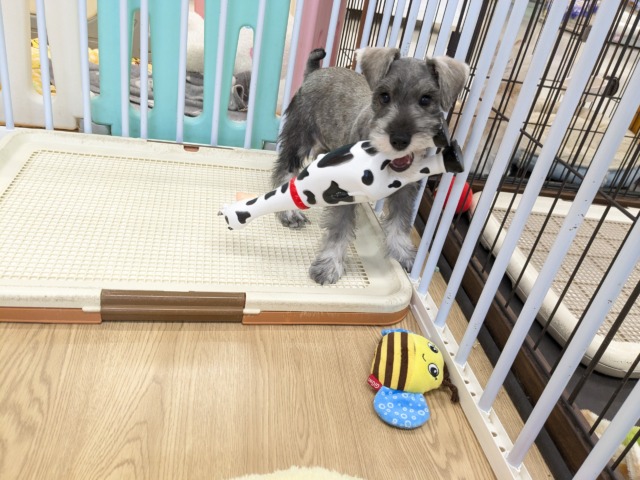 ミニチュアシュナウザー