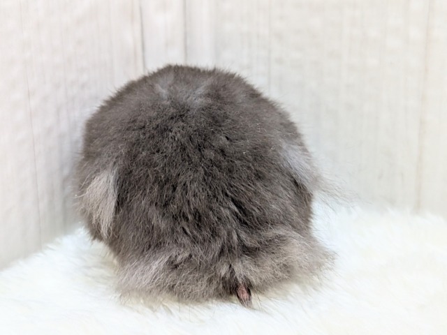 ゴールデンハムスター