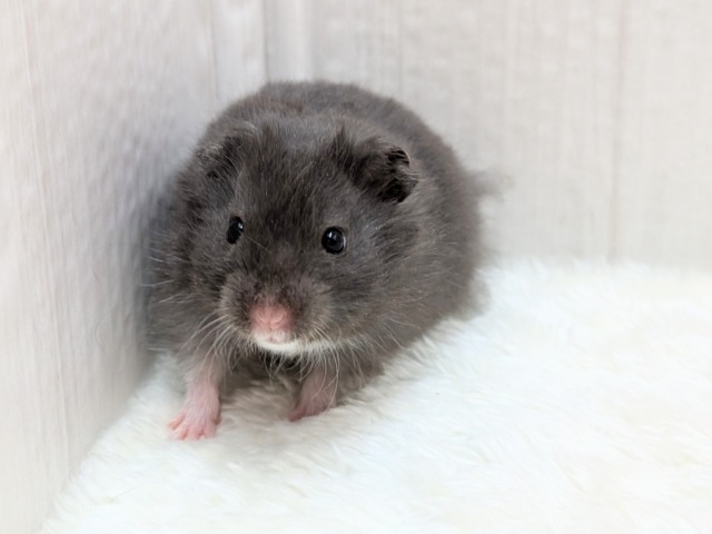 ゴールデンハムスター