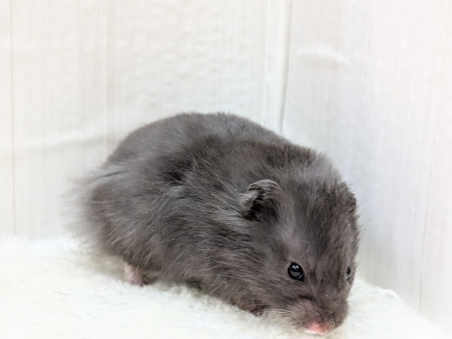 ゴールデンハムスター