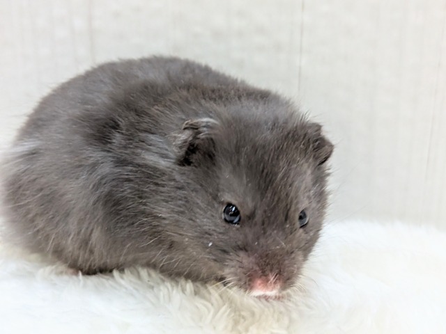 カッコイイと可愛いのMIX🩶ブラックシルバーの長毛ハムスターさん