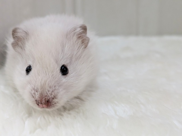 ゴールデンハムスター