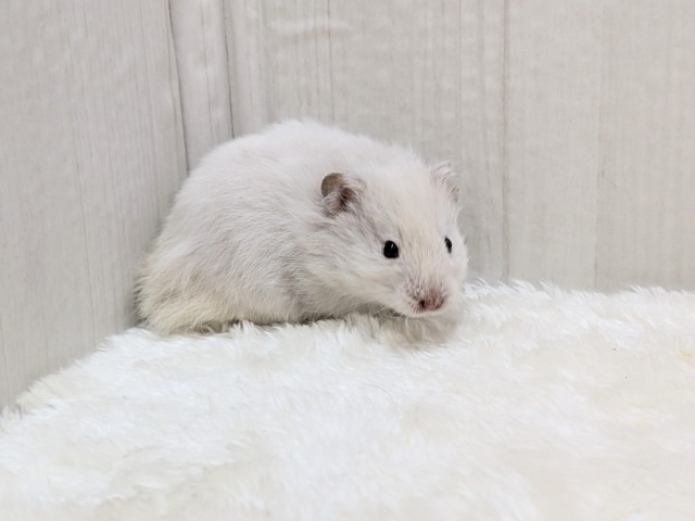 ゴールデンハムスター