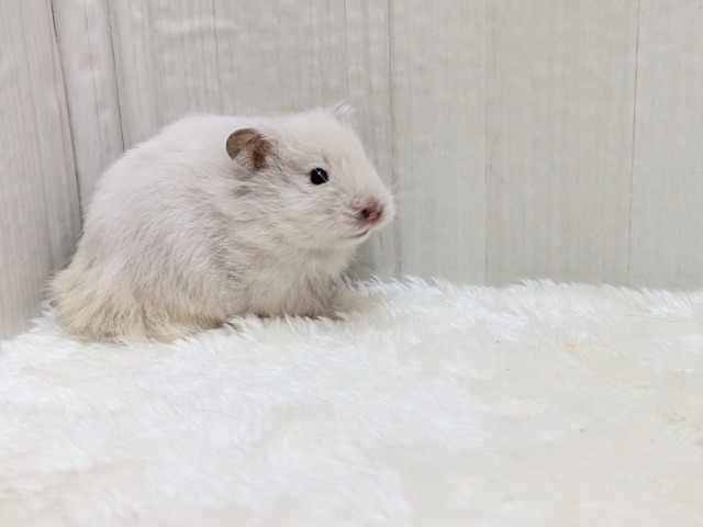 ゴールデンハムスター