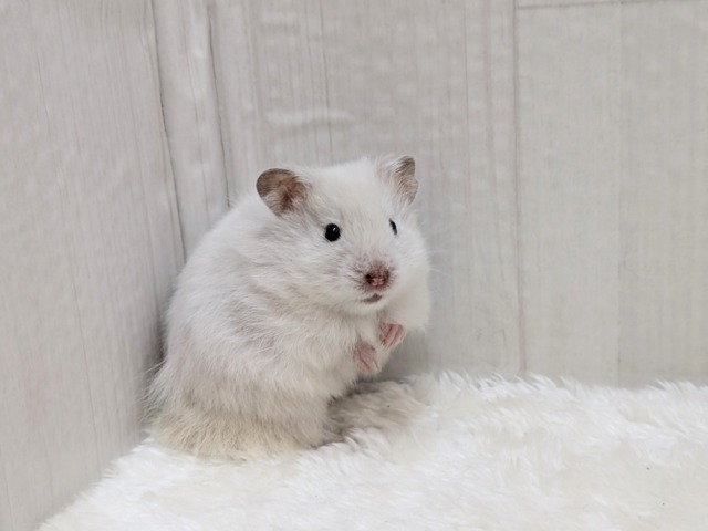 ふわふわ～わたわた〜長毛ハムスターさん