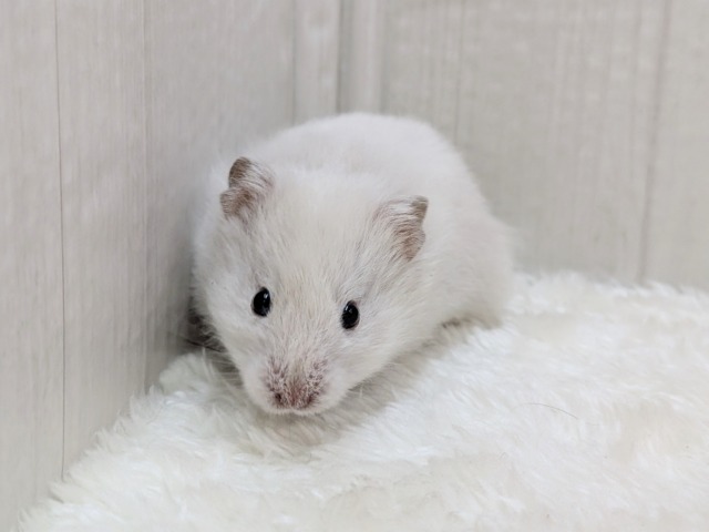 ゴールデンハムスター
