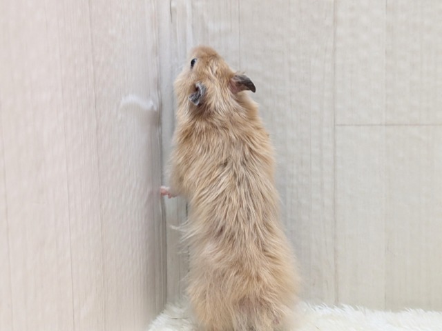 ゴールデンハムスター