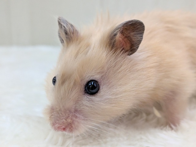 ゴールデンハムスター