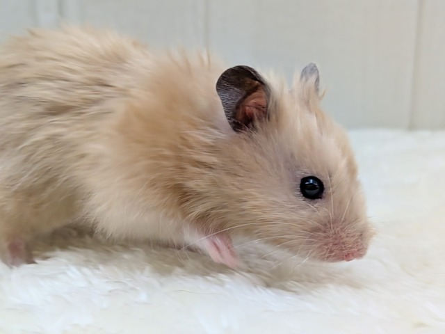 ゴールデンハムスター