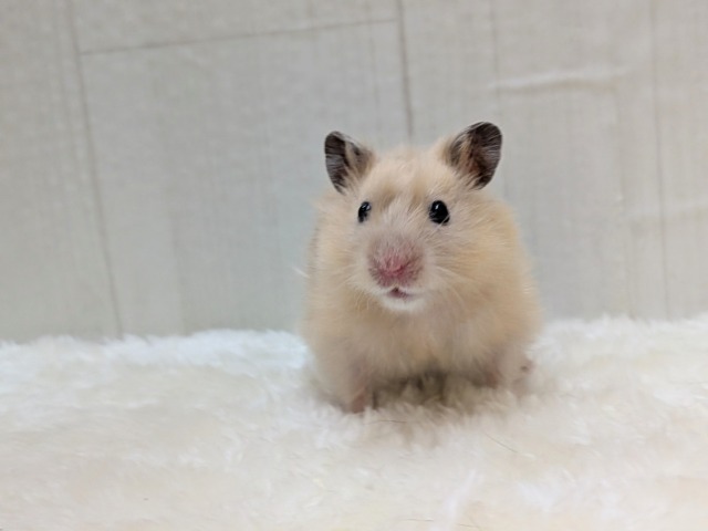 輝き✨増々中！サテンハムスターさん