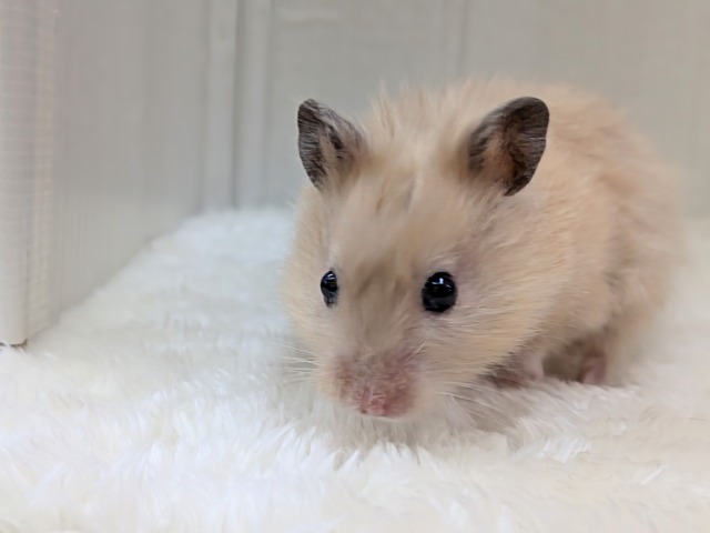 ゴールデンハムスター