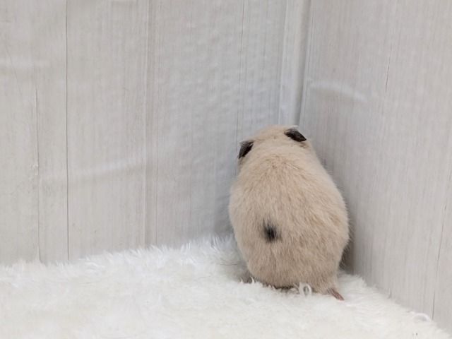 ゴールデンハムスター