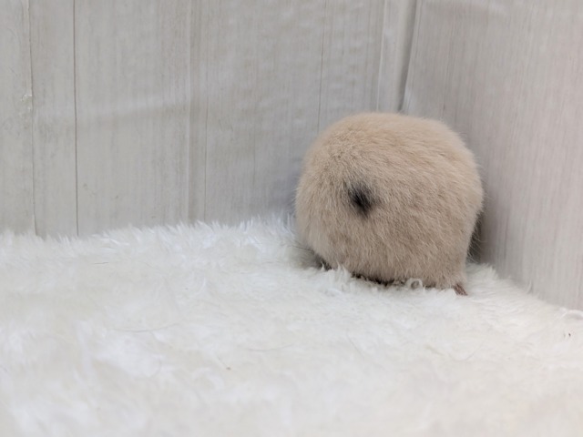 ゴールデンハムスター