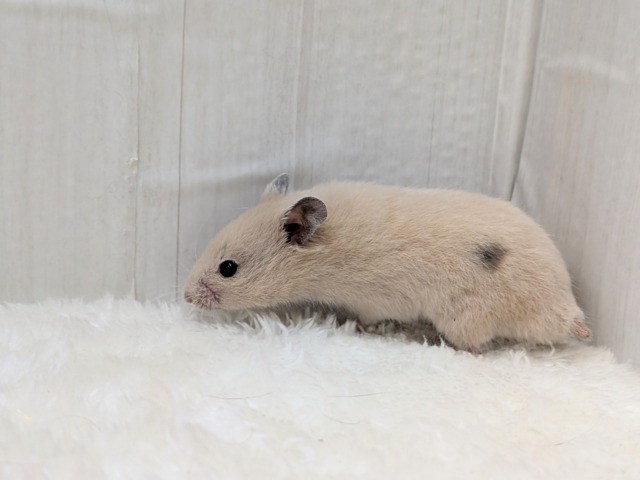 ゴールデンハムスター