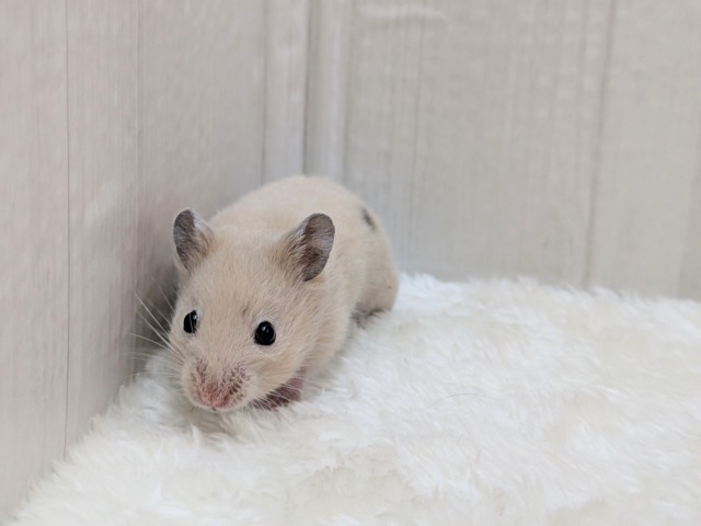 ゴールデンハムスター