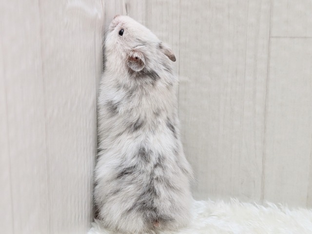 激レア!?店員一目惚れ💘長毛ハムスターさん ゴールデンハムスター