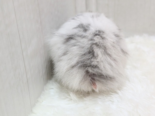 激レア!?店員一目惚れ💘長毛ハムスターさん ゴールデンハムスター