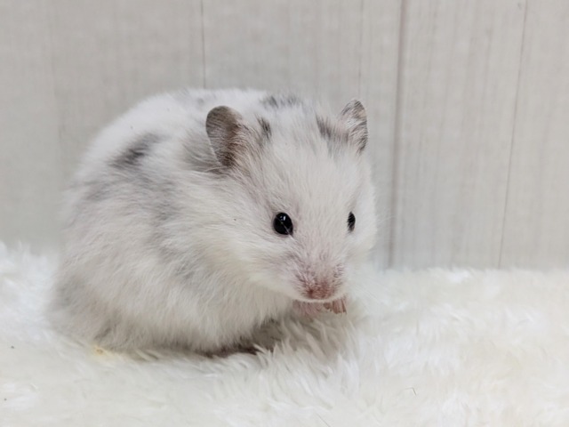 激レア!?店員一目惚れ💘長毛ハムスターさん ゴールデンハムスター