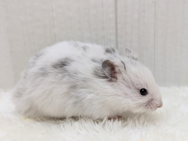 激レア!?店員一目惚れ💘長毛ハムスターさん ゴールデンハムスター