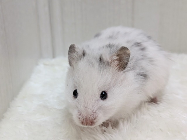 激レア!?店員一目惚れ💘長毛ハムスターさん ゴールデンハムスター