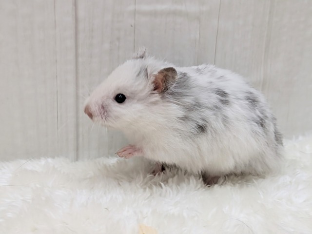 激レア!?店員一目惚れ💘長毛ハムスターさん ゴールデンハムスター