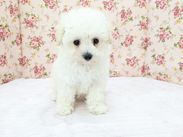 メェ~メェ~羊じゃないよ? トイプードルの女のコ 2026/4/12撮影 トイプードル