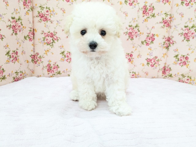 メェ~メェ~羊じゃないよ? トイプードルの女のコ 2026/4/12撮影 メェ~メェ~羊じゃないよ? トイプードルの女のコ 2026/4/12撮影