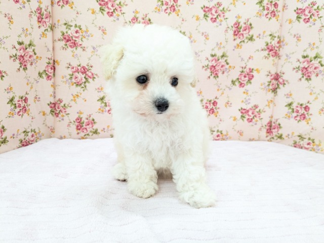 メェ~メェ~羊じゃないよ? トイプードルの女のコ 2026/4/12撮影 トイプードル