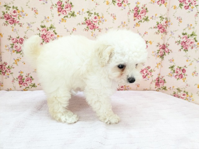 メェ~メェ~羊じゃないよ? トイプードルの女のコ 2026/4/12撮影 トイプードル