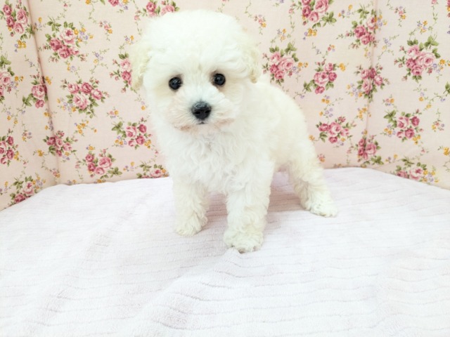 メェ~メェ~羊じゃないよ? トイプードルの女のコ 2026/4/12撮影 トイプードル