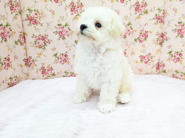 メェ~メェ~羊じゃないよ? トイプードルの女のコ 2026/4/12撮影 トイプードル