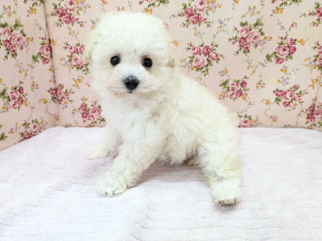 メェ~メェ~羊じゃないよ? トイプードルの女のコ 2026/4/12撮影 トイプードル