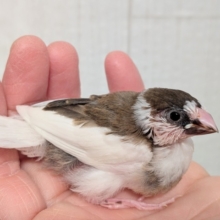 最新画像あります！ミニミニ〜ズ💖十姉妹ヒナさん来ました〜