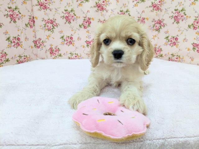 アメリカンコッカースパニエル