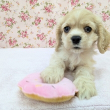 愛嬌たっぷり💗　アメリカンコッカースパニエルの女のコ　2026/4/17撮影