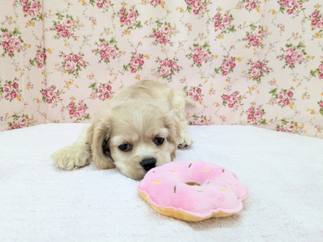 アメリカンコッカースパニエル