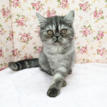 最新画像更新！！ビビリんちょガール💗　エキゾチックショートヘアの女のコ　2026/4/20撮影