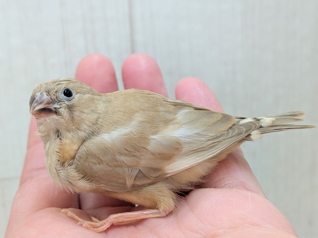 錦花鳥（キンカチョウ）