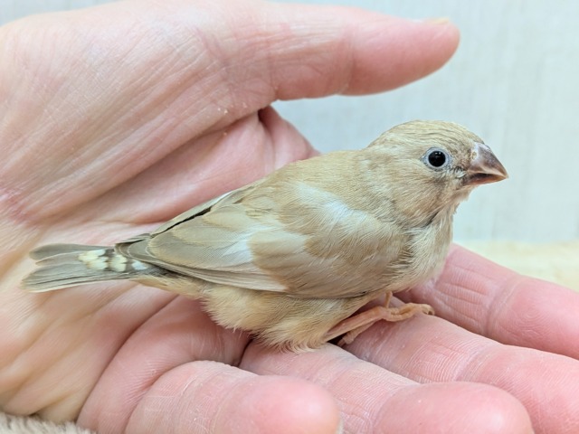 カフェラテにさらにちょっとミルクかけちゃった!?キンカ鳥ヒナさんフォーン